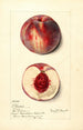 Prunus persica Illinois - Mary Daisy Arnold — weergave van het kunstwerk