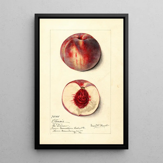 Mary Daisy Arnold - Prunus persica Illinois.webp