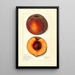 Prunus persica Masons Orange - Mary Daisy Arnold — ingelijst kunstwerk aan de muur