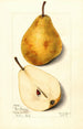 Pyrus communis Glout Morceau - Mary Daisy Arnold — weergave van het kunstwerk