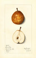Pyrus communis Lamartine - Mary Daisy Arnold — weergave van het kunstwerk