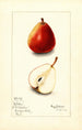 Pyrus communis Wilder - Mary Daisy Arnold — weergave van het kunstwerk