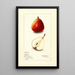 Pyrus communis Wilder - Mary Daisy Arnold — ingelijst kunstwerk aan de muur