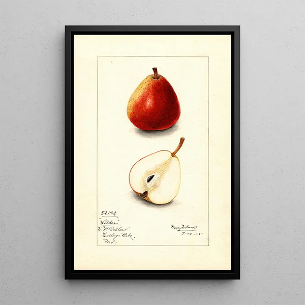 Mary Daisy Arnold - Pyrus communis Wilder.webp