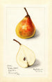 Pyrus communis Worden Seckel - Mary Daisy Arnold — weergave van het kunstwerk