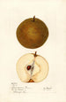 Pyrus pyrifolia - Mary Daisy Arnold — weergave van het kunstwerk