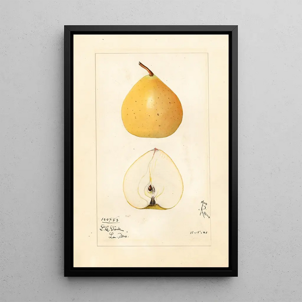 Mary Daisy Arnold - Pyrus pyrifolia Pear Apple.webp