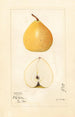 Pyrus pyrifolia Pomme Poire - Mary Daisy Arnold — weergave van het kunstwerk