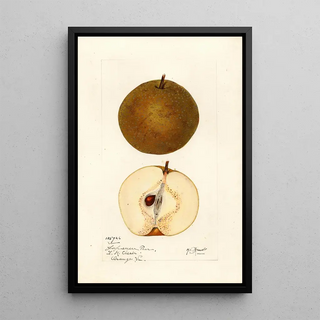 Mary Daisy Arnold - Pyrus pyrifolia.webp