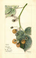 Rubus Brinkles Orange - Mary Daisy Arnold — weergave van het kunstwerk
