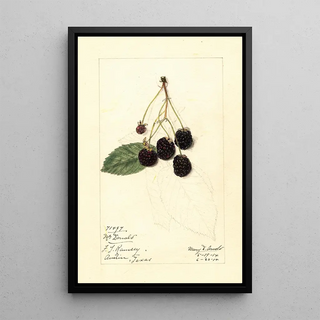 Mary Daisy Arnold - Rubus McDonald.webp