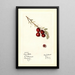 Vaccinium macrocarpon Early Black - Mary Daisy Arnold — ingelijst kunstwerk aan de muur