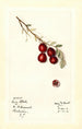 Vaccinium macrocarpon Early Black - Mary Daisy Arnold — weergave van het kunstwerk