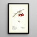 Vaccinium macrocarpon Howard Bell - Mary Daisy Arnold — ingelijst kunstwerk aan de muur