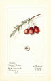 Vaccinium macrocarpon Howard Bell - Mary Daisy Arnold — weergave van het kunstwerk
