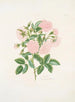Rosa alba - Mary Lawrance — weergave van het kunstwerk
