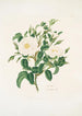 Rosa alba - Mary Lawrance — weergave van het kunstwerk
