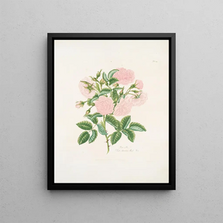 Mary Lawrance - Rosa alba.webp
