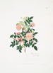 Rosa alpina - Mary Lawrance — weergave van het kunstwerk