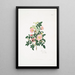 Rosa alpina - Mary Lawrance — ingelijst kunstwerk aan de muur