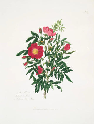 Mary Lawrance - Rosa blanda.webp