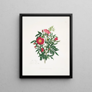 Mary Lawrance - Rosa blanda.webp