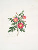 Rosa carolina3 - Mary Lawrance — weergave van het kunstwerk