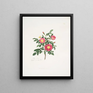 Mary Lawrance - Rosa carolina3.webp
