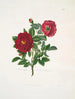 Rozencentifolia - Mary Lawrance — weergave van het kunstwerk