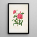 Rosa centifolia - Mary Lawrance — ingelijst kunstwerk aan de muur