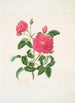 Rosa centifolia - Mary Lawrance — weergave van het kunstwerk