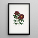 Rosa centifolia - Mary Lawrance — ingelijst kunstwerk aan de muur