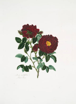 Mary Lawrance - Rosa centifolia4.webp