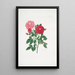 Rosa centifolia - Mary Lawrance — ingelijst kunstwerk aan de muur