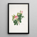 Rosa centifolia - Mary Lawrance — ingelijst kunstwerk aan de muur