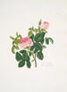 Rosa centifolia - Mary Lawrance — weergave van het kunstwerk