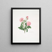 Rosa centifolia8 - Mary Lawrance — ingelijst kunstwerk aan de muur