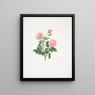 Mary Lawrance - Rosa centifolia8.webp