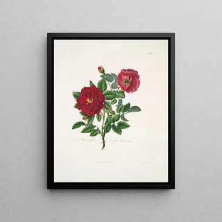 Mary Lawrance - Rosa centifolia.webp