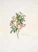 Rosa cinnamomea - Mary Lawrance — weergave van het kunstwerk