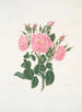 Rozen van Damas - Mary Lawrance — weergave van het kunstwerk