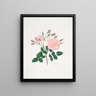 Mary Lawrance - Rosa damascena5.webp