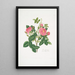 Rosa damascena - Mary Lawrance — ingelijst kunstwerk aan de muur