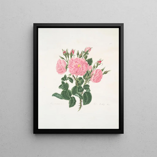 Mary Lawrance - Rosa damascena.webp