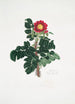 Rosa ferox - Mary Lawrance — weergave van het kunstwerk