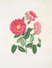 Roze Gauloise - Mary Lawrance — weergave van het kunstwerk