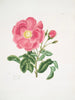 Roze Gauloise2 - Mary Lawrance — weergave van het kunstwerk