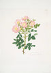 Rosa indigossa - Mary Lawrance — weergave van het kunstwerk