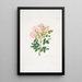 Rosa indigossa - Mary Lawrance — ingelijst kunstwerk aan de muur