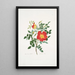 Rosa lutea bicolor - Mary Lawrance — ingelijst kunstwerk aan de muur